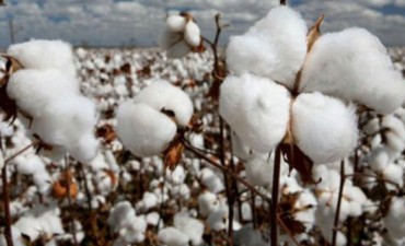 Semana Internacional del Algodón de Avellaneda