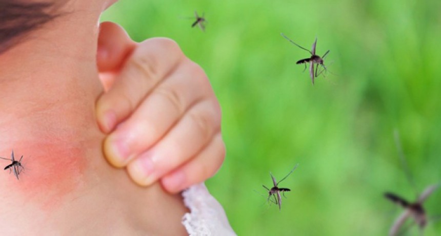 Alarma el número de casos de dengue en Reconquista